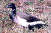 Brant, Brent Goose (Branta bernicla)