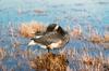 Brant, Brent Goose (Branta bernicla)