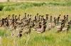 Brant, Brent Geese (Branta bernicla)