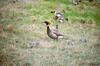 Brant, Brent Goose goslings (Branta bernicla)