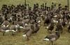 Brant, Brent Geese (Branta bernicla)