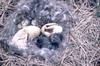 Brant, Brent Goose hatchling (Branta bernicla)