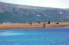 Brant, Brent Goose flock in flight (Branta bernicla)