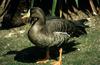 Greater White-fronted Goose (Anser albifrons)