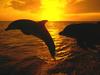 [Gallery CD01] Sunset Jump, Dolphins, Honduras