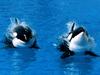 [Gallery CD01] Treading Water, Killer Whale
