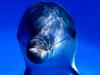 [Gallery CD01] Underwater Portrait, Dolphin