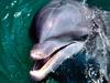 [Gallery CD01] Up Close, Dolphin