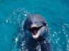[Gallery CD01] Vocal, Dolphin