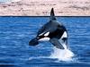 [Gallery CD01] Wonderous Immersion, Killer Whale