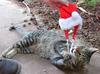 Tigerlily 2 (cat)