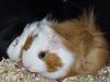Guinea Pig