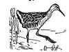 [Drawing] King Rail (Rallus elegans)