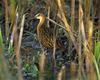 King Rail (Rallus elegans)