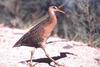 Yuma Clapper Rail (Rallus longirostris yumanensis)