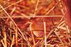 Yuma Clapper Rail (Rallus longirostris yumanensis)