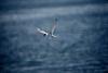 Forster's Tern (Sterna forsteri)