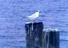 Forster's Tern juvenile (Sterna forsteri)