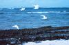 Common White Tern group in flight (Gygis alba)