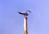 Caspian Tern (Sterna caspia)