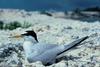 Least Tern incubating egg (Sterna antillarum)