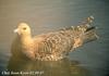 북극도둑갈매기 Stercorarius parasiticus (Arctic Skua, Parasitic Jaeger)