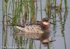 지느러미발도요 Phalaropus lobatus (Red-necked Phalarope)