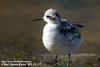 지느러미발도요 Phalaropus lobatus (Red-necked Phalarope)