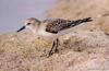 좀도요 Calidris ruficollis (Red-necked Stint)