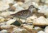 종달도요 Calidris subminuta (Long-toed Stint)