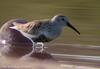 민물도요 Calidris alpina (Dunlin)