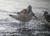 붉은가슴도요 Calidris canutus (Red Knot)