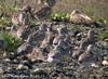 붉은어깨도요 Calidris tenuirostris (Great Knot)