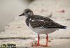 꼬까도요 Arenaria interpres (Ruddy Turnstone)