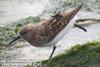 세가락도요 Calidris alba (Sanderling)