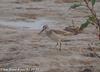 송곳부리도요 Limicola falcinellus (Broad-billed Sandpiper)