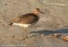 목도리도요 Philomachus pugnax (Ruff)