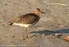 목도리도요 Philomachus pugnax (Ruff)