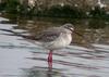 학도요 Tringa erythropus (Spotted Redshank)