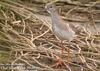 붉은발도요 Tringa totanus (Common Redshank)