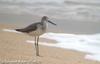 청다리도요 Tringa nebularia (Greenshank)