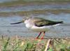 뒷부리도요 Xenus cinereus (Terek Sandpiper)