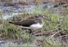 삑삑도요 Tringa ochropus (Green Sandpiper)