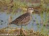 알락도요 Tringa glareola (Wood Sandpiper)