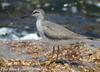 노랑발도요 Heteroscelus brevipes (Grey-tailed Tattler)