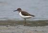 깝작도요 Actitis hypoleucos (Common Sandpiper)