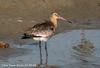 흑꼬리도요 Limosa limosa (Black-tailed Godwit)