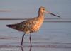 큰뒷부리도요 Limosa lapponica (Bar-tailed Godwit)