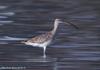 마도요 Numenius arquata (Eurasian Curlew)