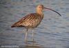 알락꼬리마도요 Numenius madagascariensis (Far Eastern Curlew)